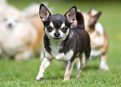 chat chihuahua|British Chihuahua Rescue